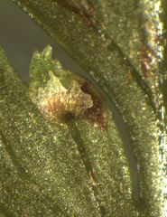 Leptolepia novae-zelandiae