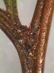 Leptolepia novae-zelandiae