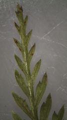 Leptolepia novae-zelandiae