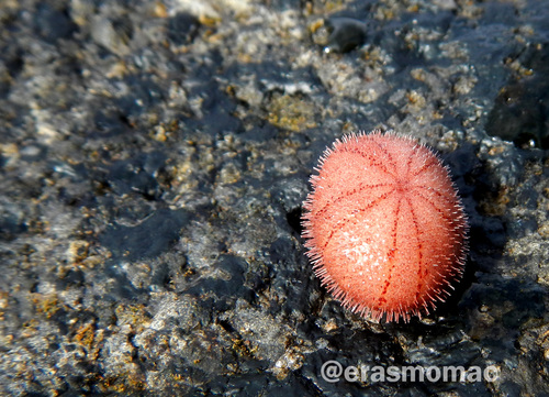 Echinoneus cyclostomus
