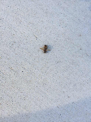 Apis mellifera