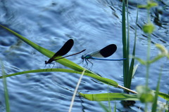 Calopteryx xanthostoma