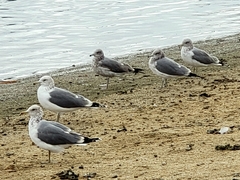 Larus californicus