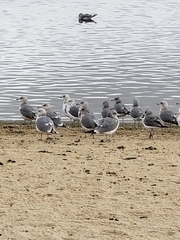 Larus californicus