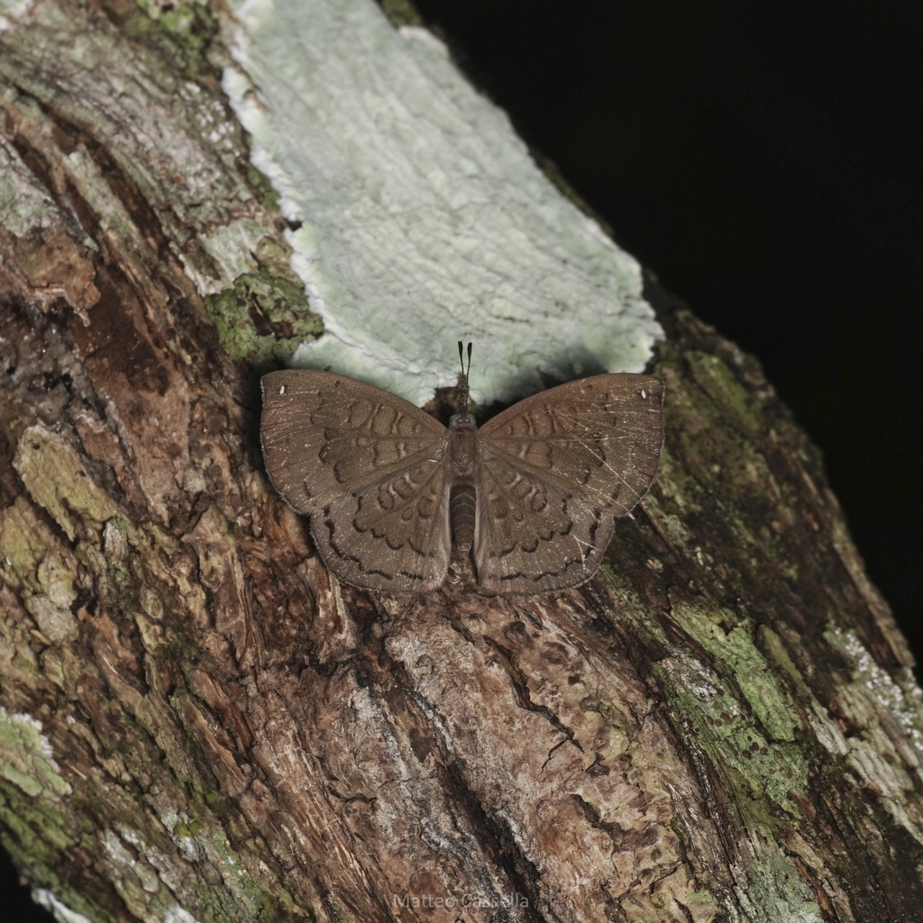 Voltinia umbra