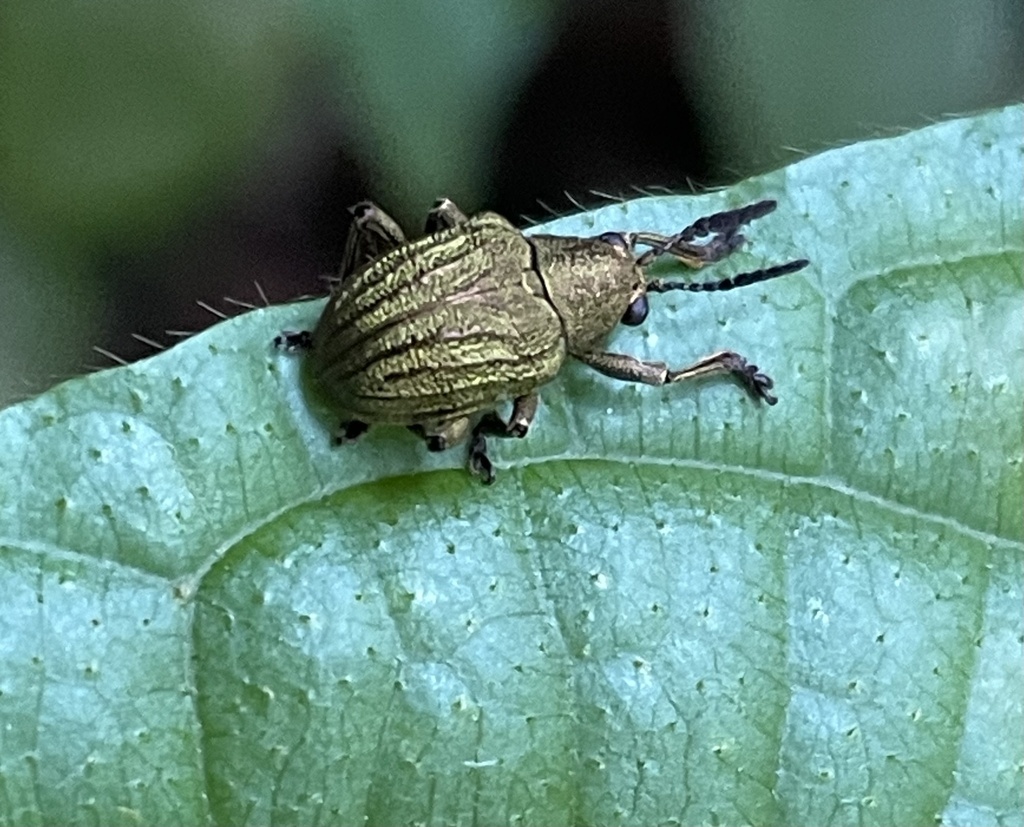 Heteraspis costata