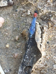 Calliephialtes grapholithae