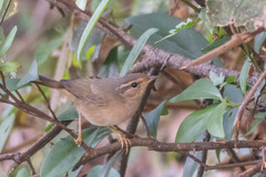 Phylloscopus schwarzi