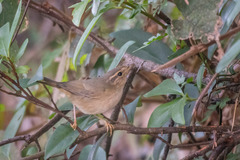 Phylloscopus schwarzi