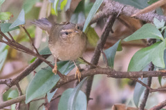 Phylloscopus schwarzi