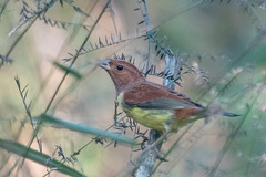 Emberiza rutila