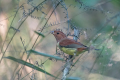 Emberiza rutila