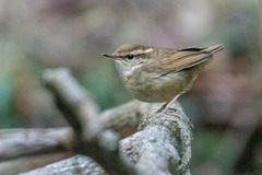 Urosphena squameiceps