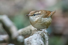 Urosphena squameiceps