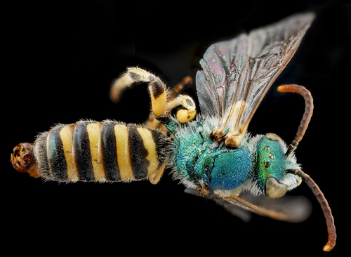 Angeles Striped Sweat Bee photo 4