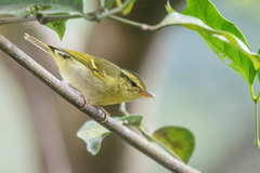Phylloscopus goodsoni