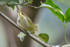 Phylloscopus goodsoni