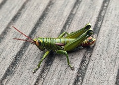 Agesander ruficornis