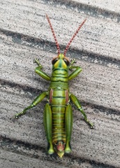 Agesander ruficornis