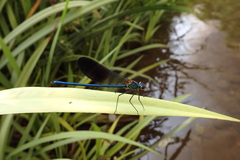 Calopteryx xanthostoma