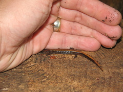 Western Red-Backed Salamander photo 2