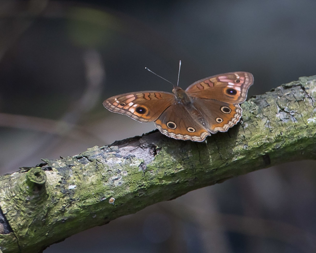 South American Mangrove Buckeye