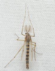 Chironomus crassicaudatus