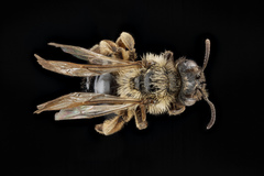 Andrena merriami