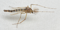 Chironomus crassicaudatus