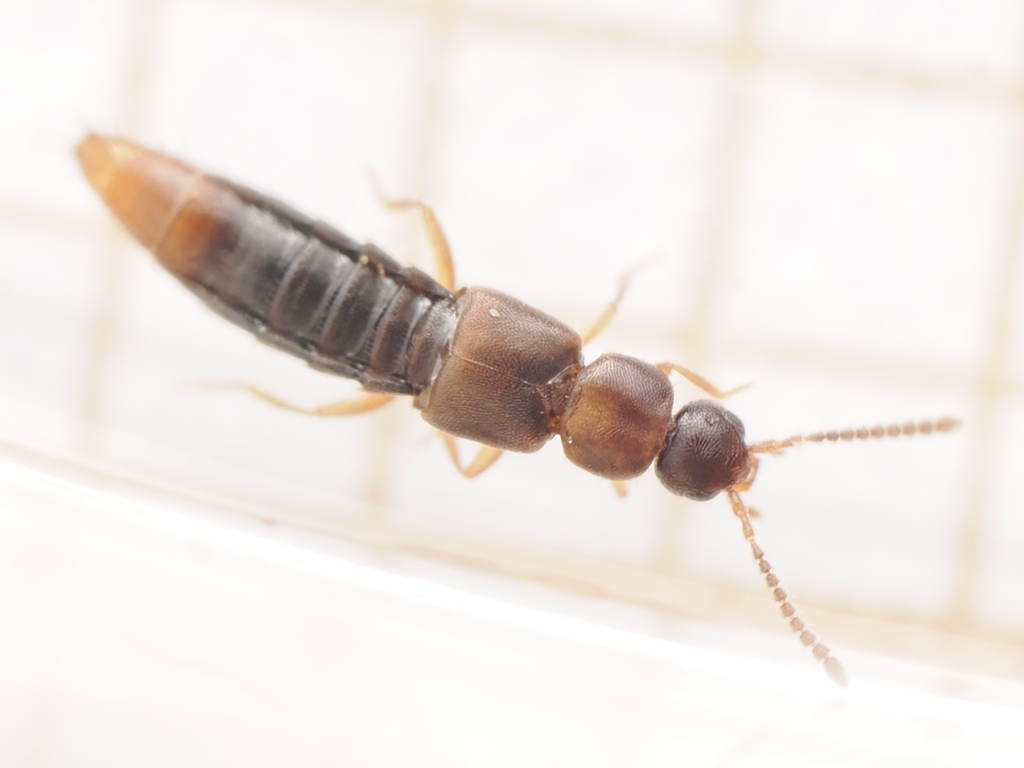 Atheta vilis