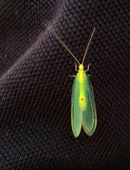 Leucochrysa insularis