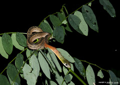 Rhabdophis subminiatus