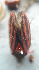 Mahanarva
