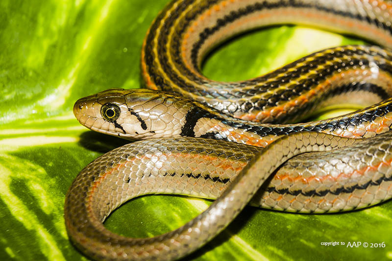 Javan Keelback (Fowlea melanzosta)