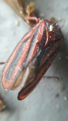 Mahanarva