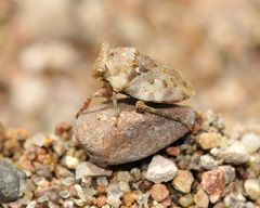 Gelastocoris