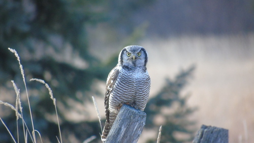 Northern Hawk Owl photographed in Montana
