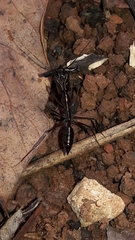 Odontomachus chelifer