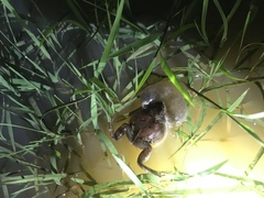 Physalaemus biligonigerus