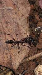 Odontomachus chelifer