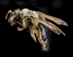Andrena merriami