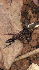 Odontomachus chelifer