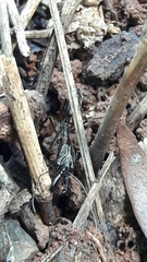 Odontomachus chelifer