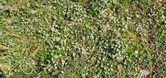 Pimelea carnosa