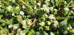 Pimelea carnosa