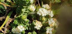 Pimelea carnosa