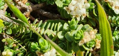 Pimelea carnosa