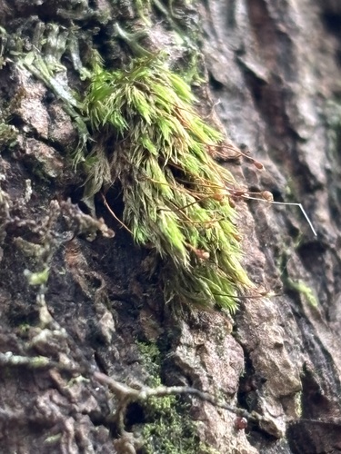 Daltonia splachnoides observed 2025-09-24