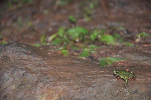 Torres Redbelly Toad, Melanophryniscus macrogranulosus