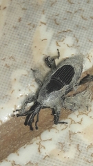 Cosmopolites sordidus